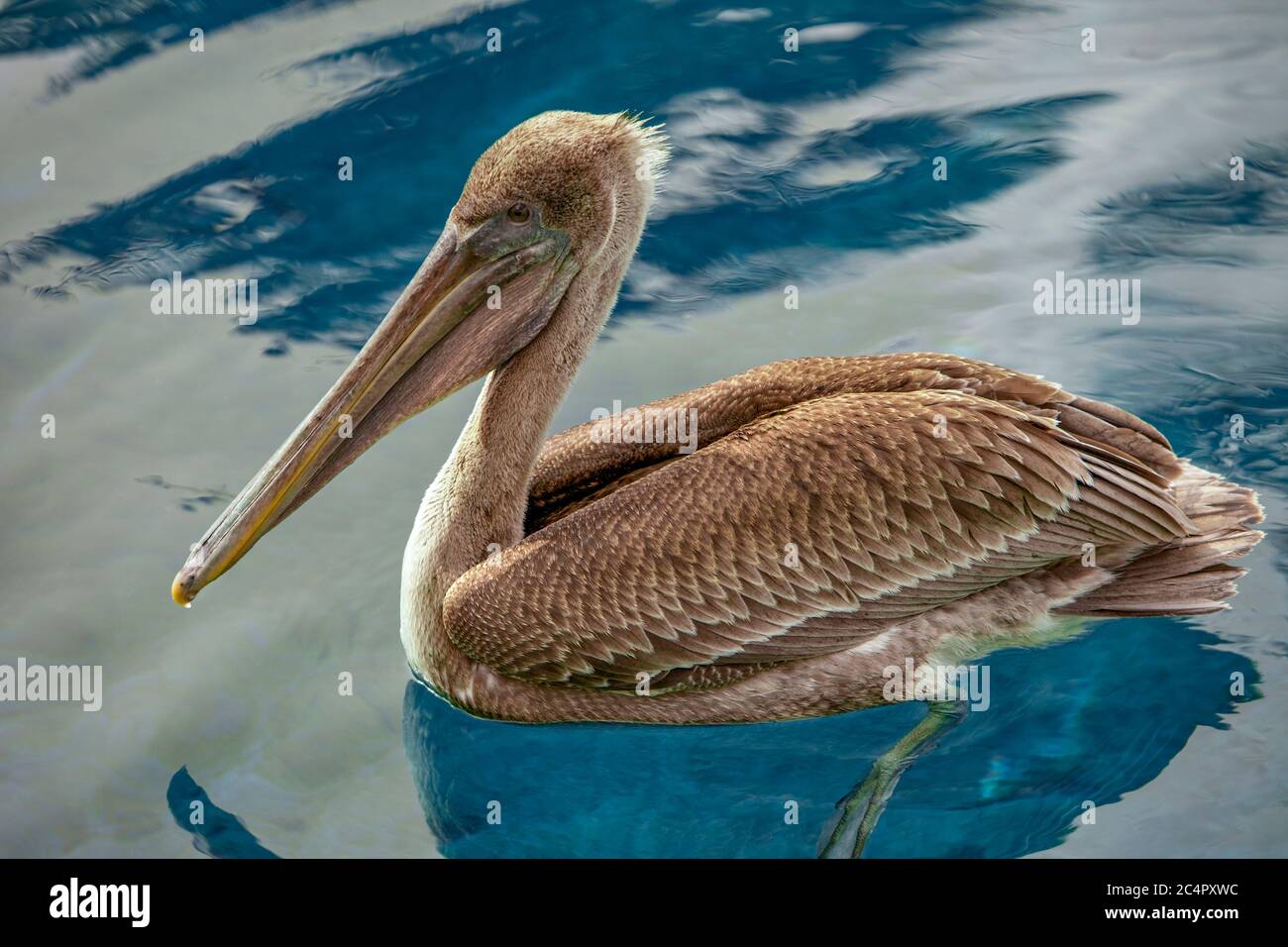 Brown Pelican (Immature); Pelecanus occidentalis Stock Photo