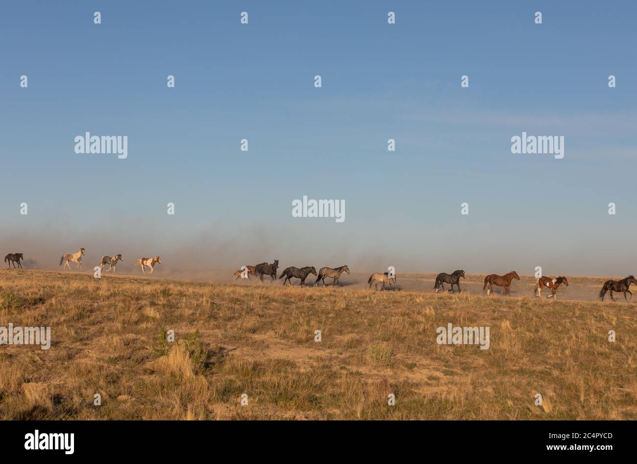 Herd of Wild Horses in the Utah Desert Stock Photo - Alamy