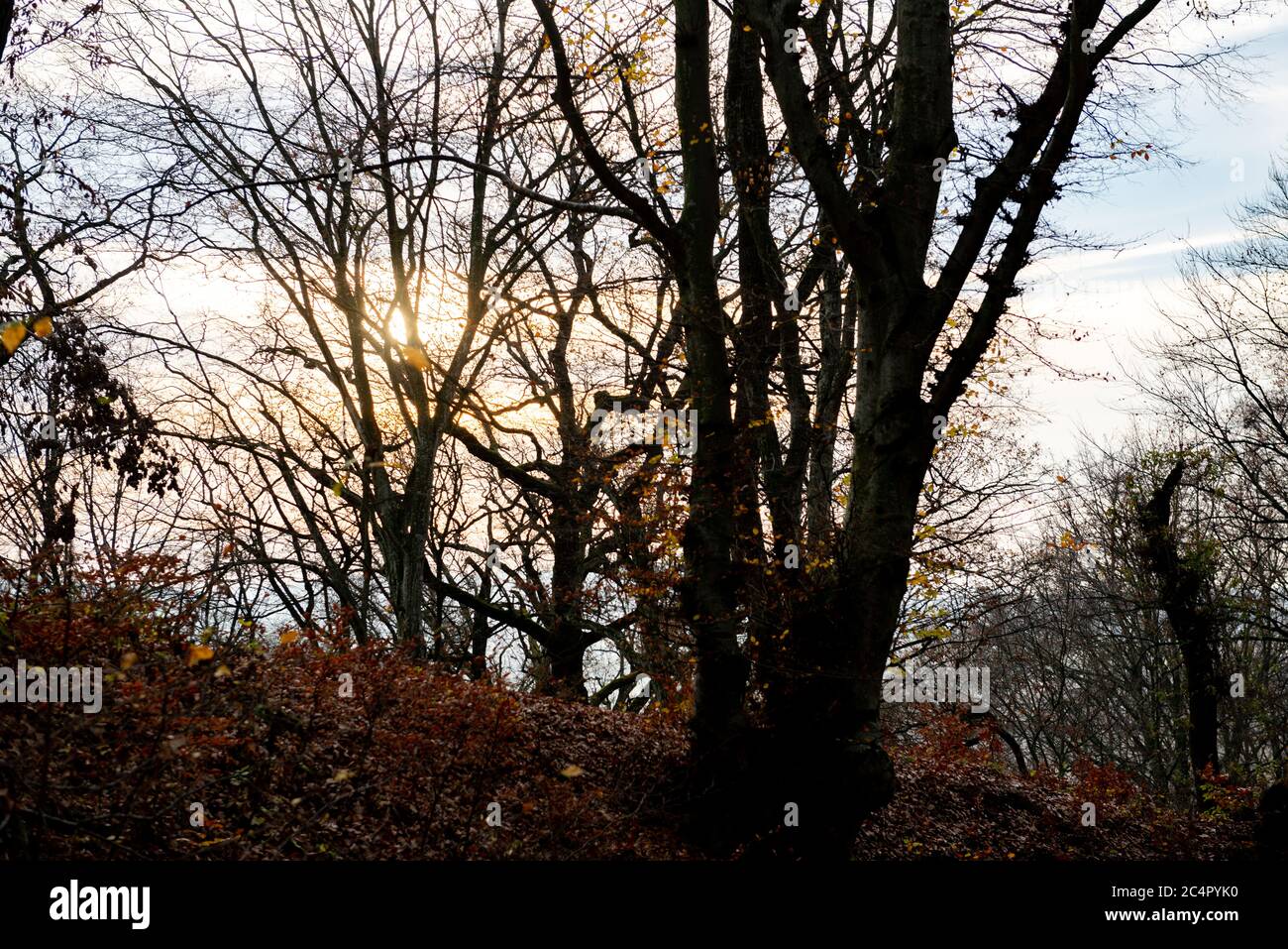 forest trees and fallen leaves on the ground in late autumn Stock Photo ...