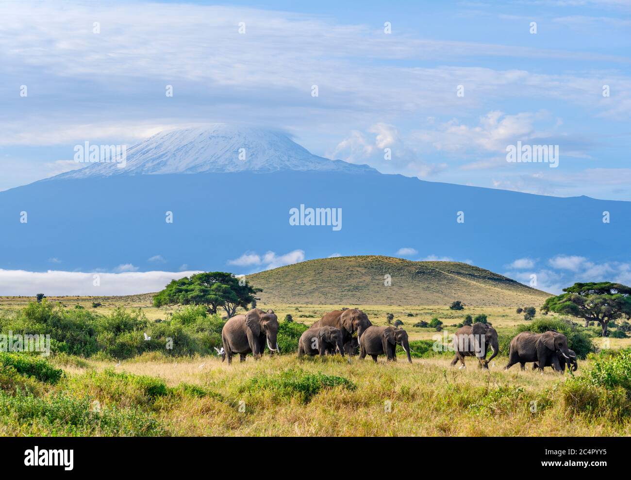African bush elephants (Loxodonta africana) with Mount Kilimanjaro behind, Amboseli National Park, Kenya, Africa Stock Photo