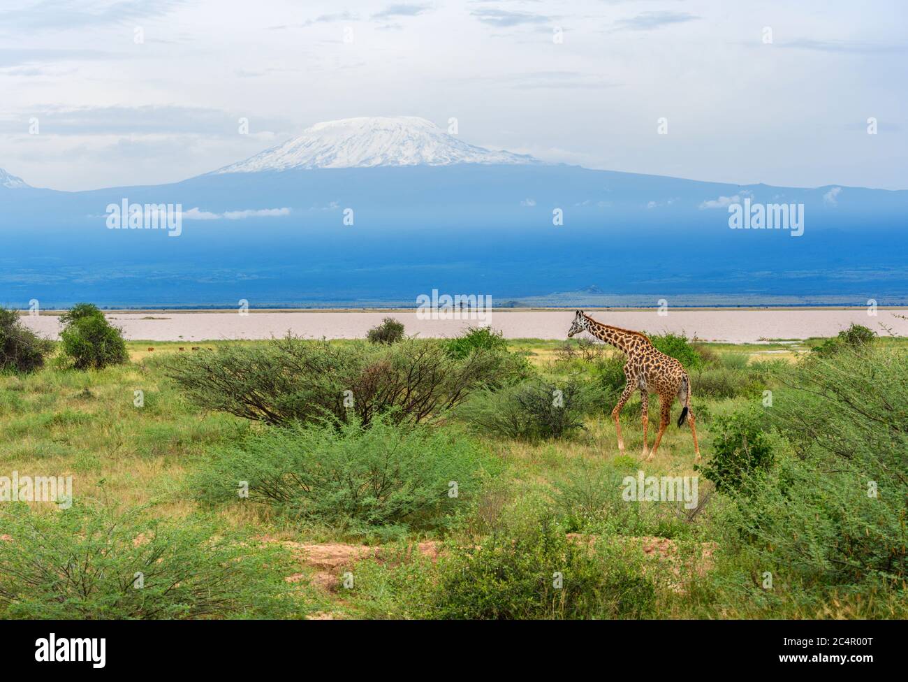 Masai giraffe (Giraffa camelopardalis tippelskirchii) with Mount Kilimanjaro behind, Amboseli National Park, Kenya, Africa Stock Photo