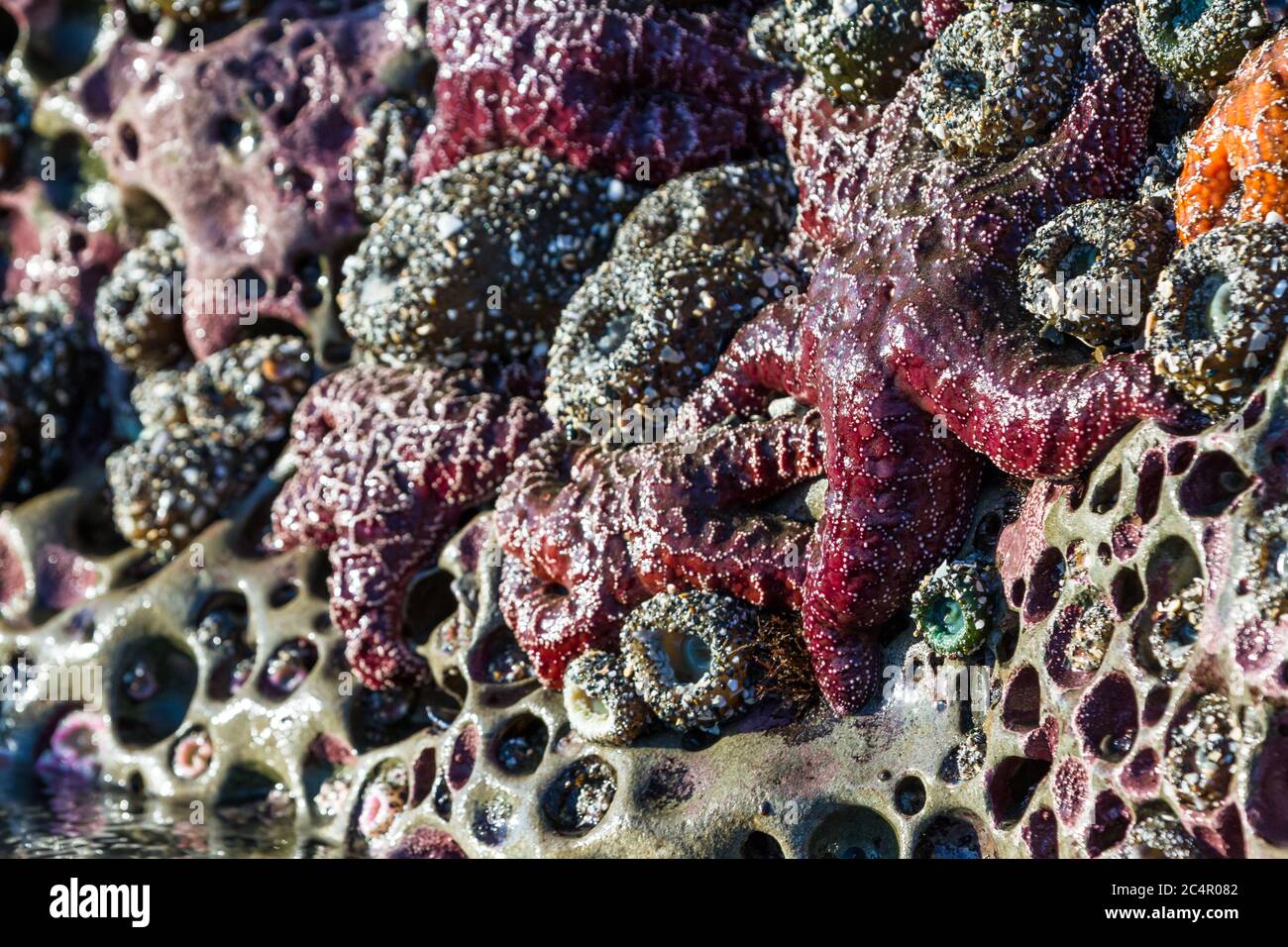 Cluster of ochre sea stars exposed by the low tide clinging to a porous