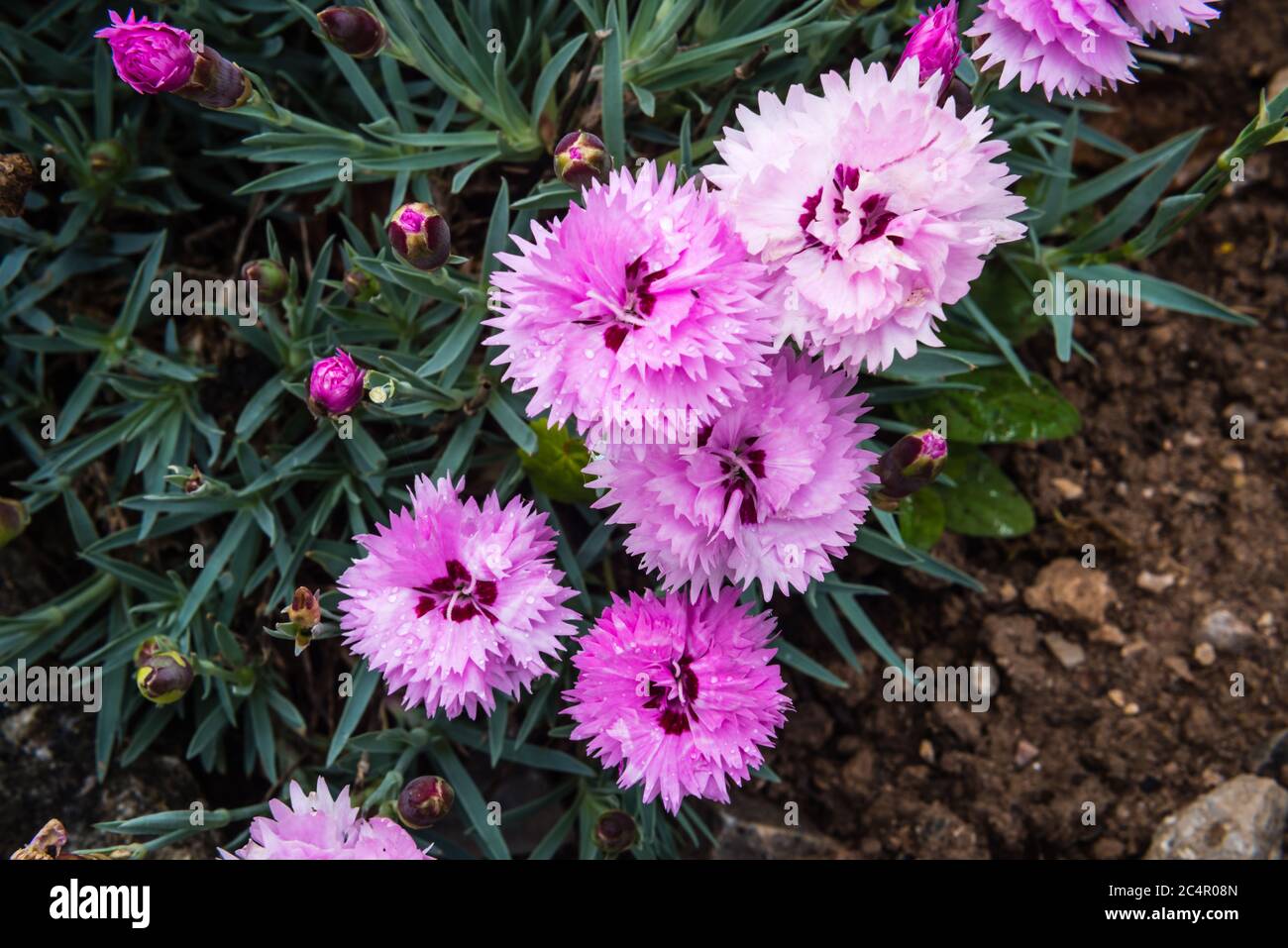 Dianthus or Diantica Lavender with Eye. Stock Photo