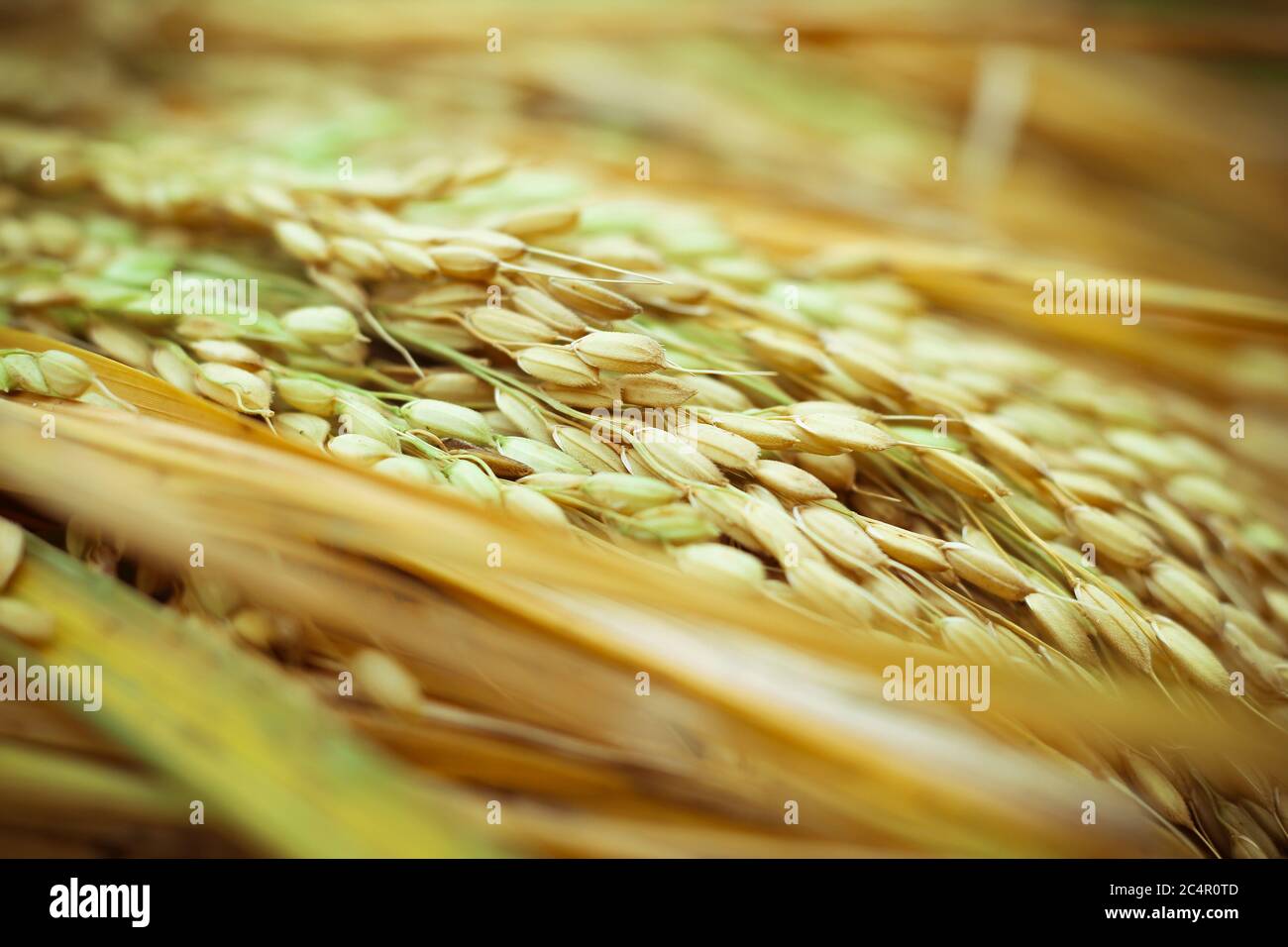 The Beautiful Bangladeshi Golden Ripe Rice closeup shot Stock Photo