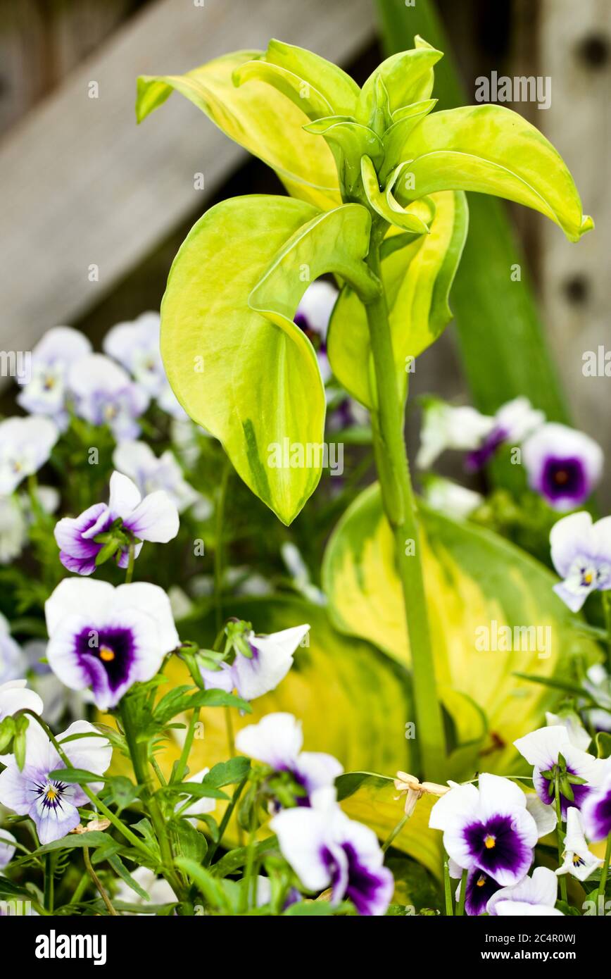 Hosta surrounded by Viola 'Sorbet Marina' Stock Photo