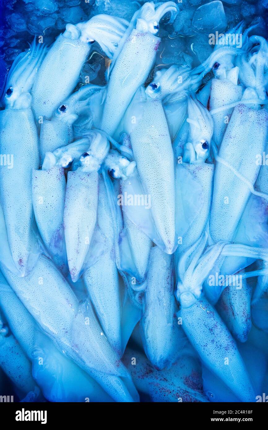 Fresh seafood on the counter at the fish market by the ocean Stock