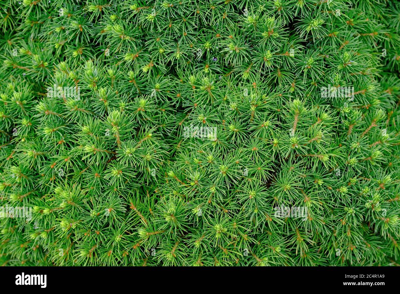 The Pinophyta, also known as Coniferophyta or Coniferae, needles on the large green bush. Vibrant green texure or plant background. Stock Photo