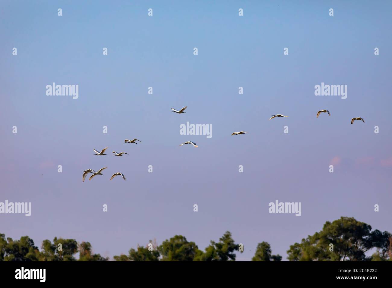 Flying birds. Birds silhouettes. Blue purple sky nature background. Abstract nature. Stock Photo
