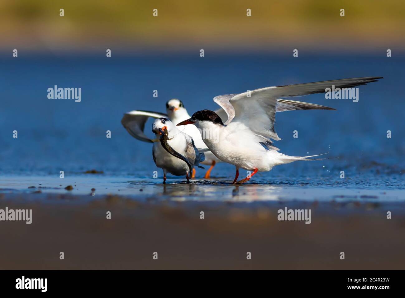 Nature and bird. White bird tern. Blue nature background. Stock Photo