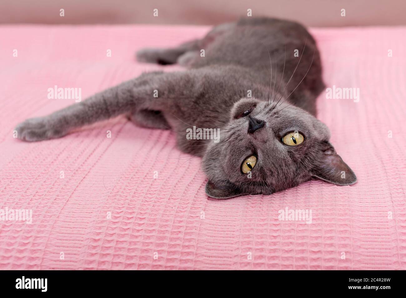 Cat relaxing on the couch. Russian blue cat relaxing on the sofa Stock Photo