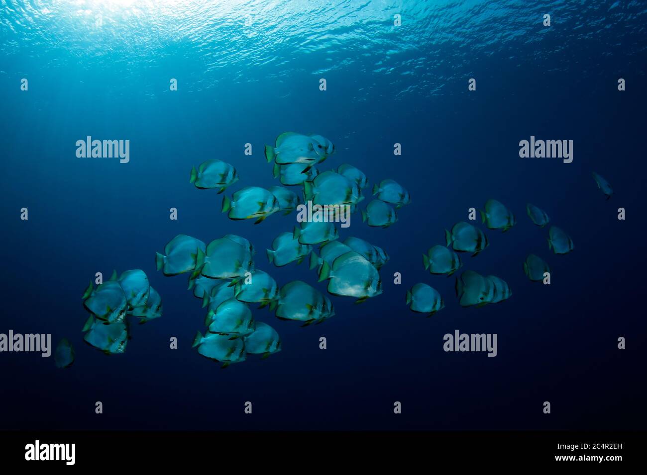 School of Batfish in the Blue, against Surface. Pulau Koon, Banda Islands, Indonesia Stock Photo