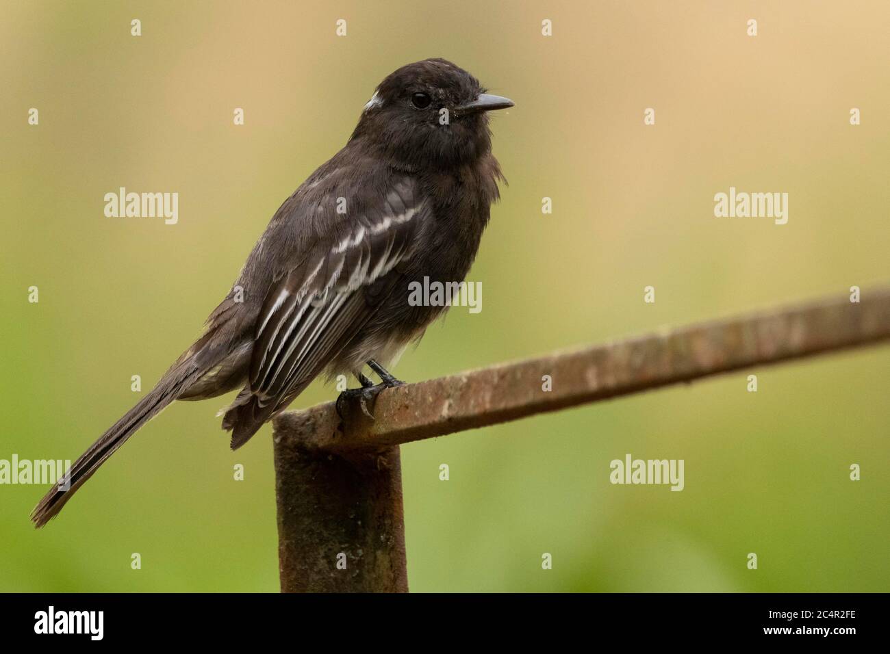 A black phoebe (Sayornis nigricans) perched in a metal piece Stock Photo