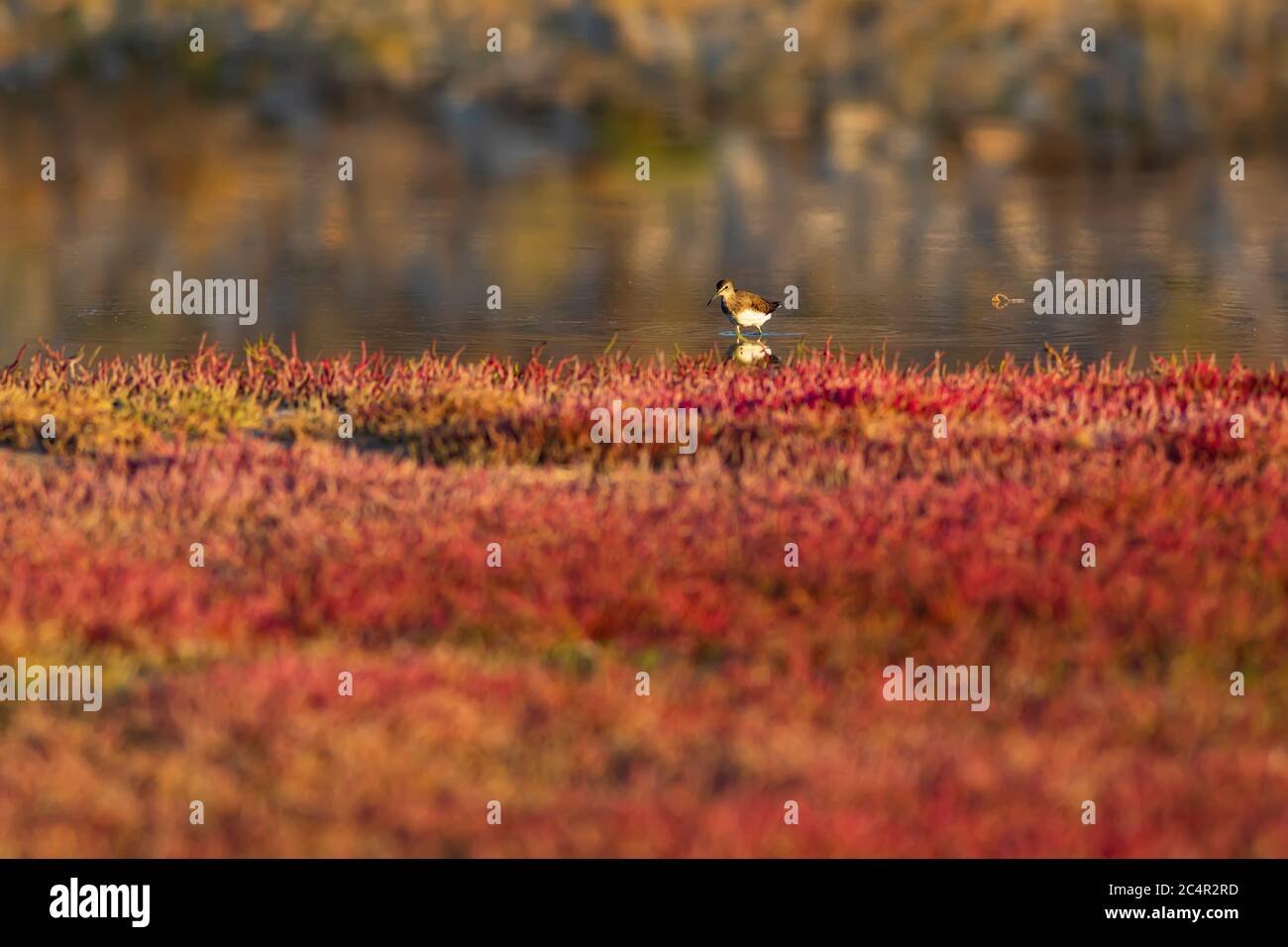Nature and bird. Red green nature habitat background. Bird: Common Sandpiper. Stock Photo