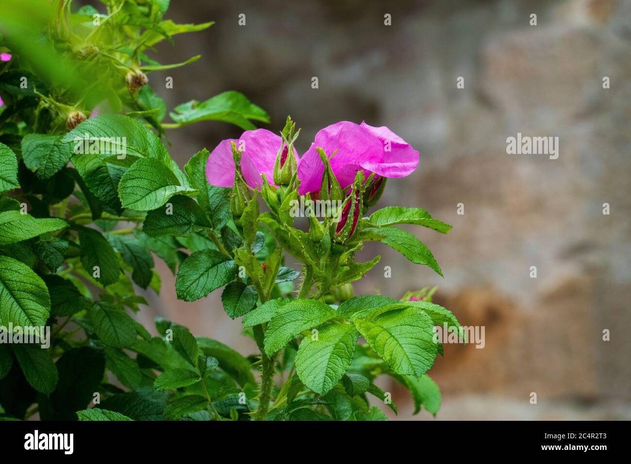 Hagebutten Blüte, Wild Rose mit Knospen in violett, lila Stock Photo