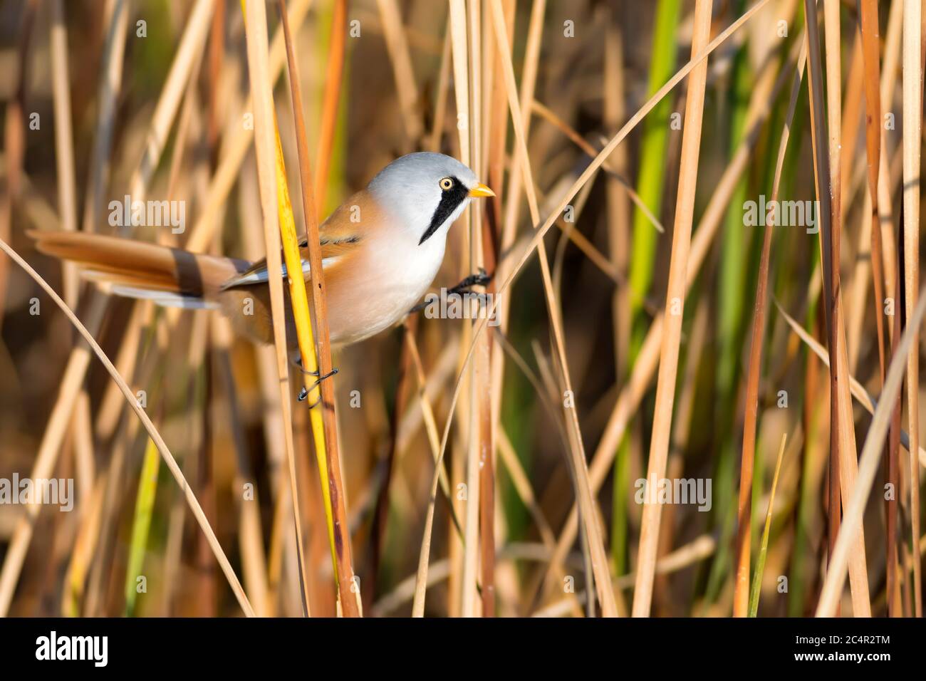 Cute little bird. Yellow green nature background. Bird: Bearded Reedling. Stock Photo