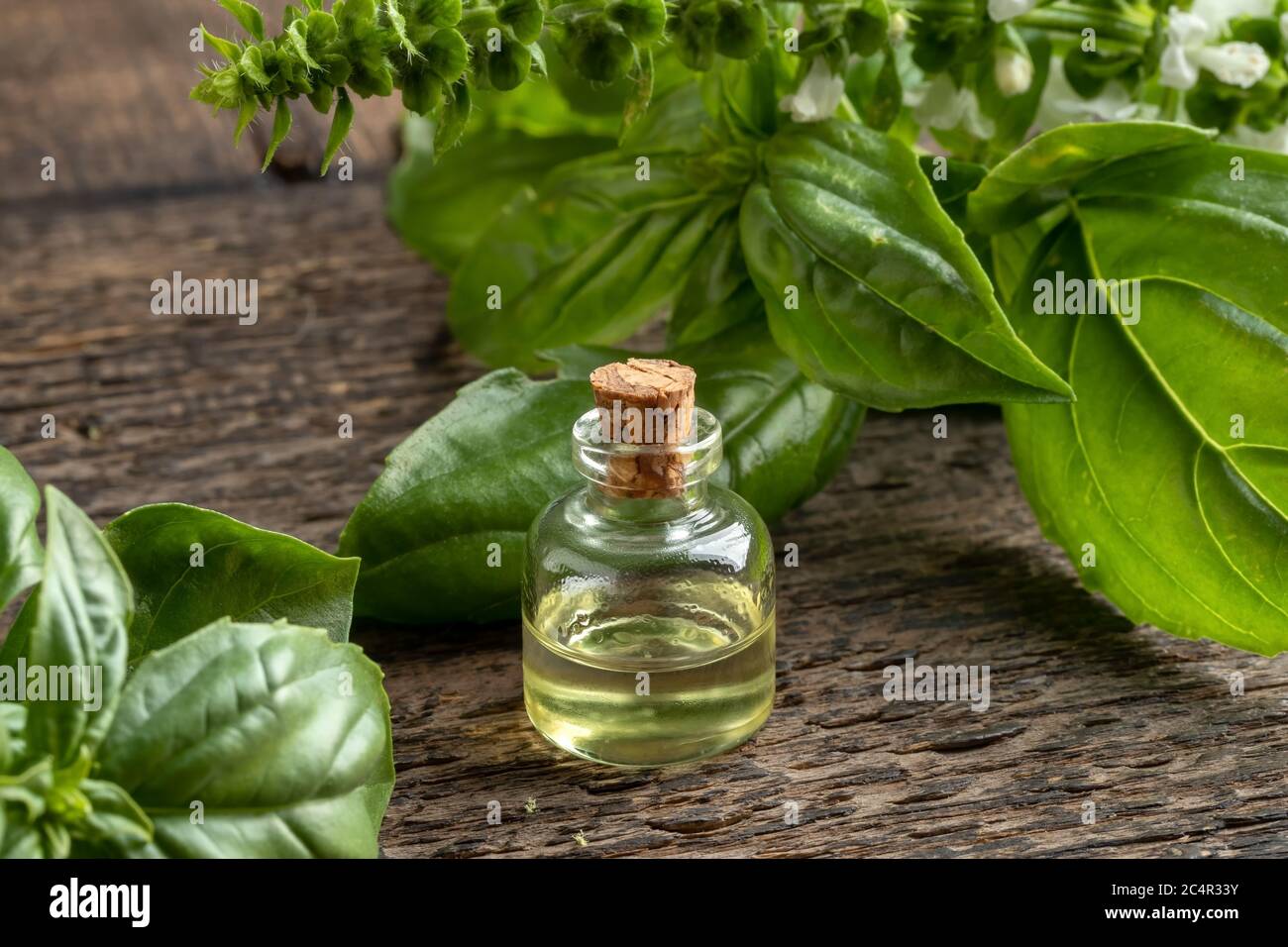 A transparent bottle of essential oil with fresh blooming basil twigs ...