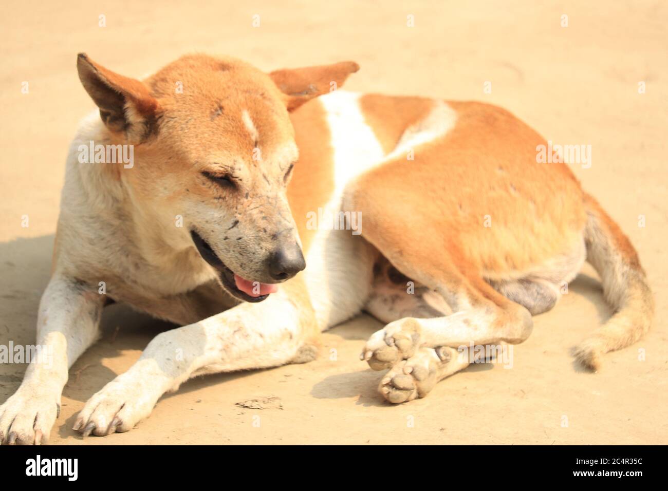 A Domestic Brown Color Dog is Sitting in the Sun. Stock Photo