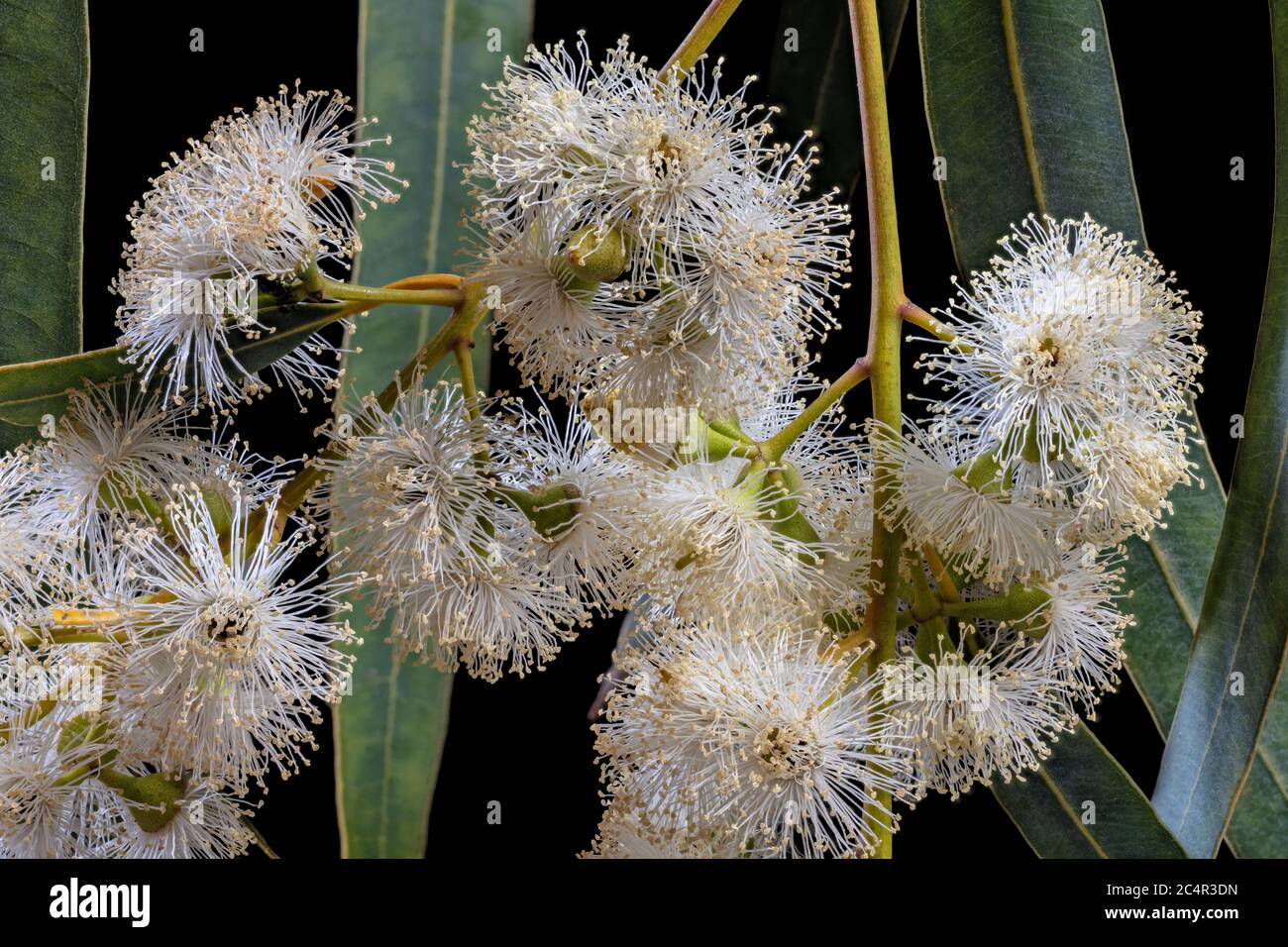 Eucalyptus is a flowering tree and part of the myrtle family, Myrtaceae Stock Photo