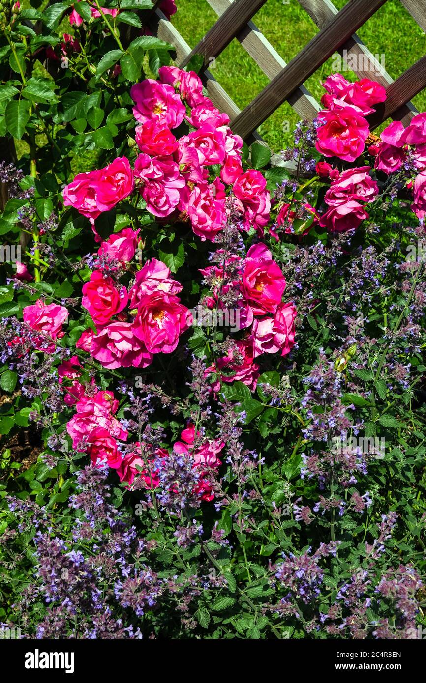 Rambler rose, catmint wooden support Stock Photo