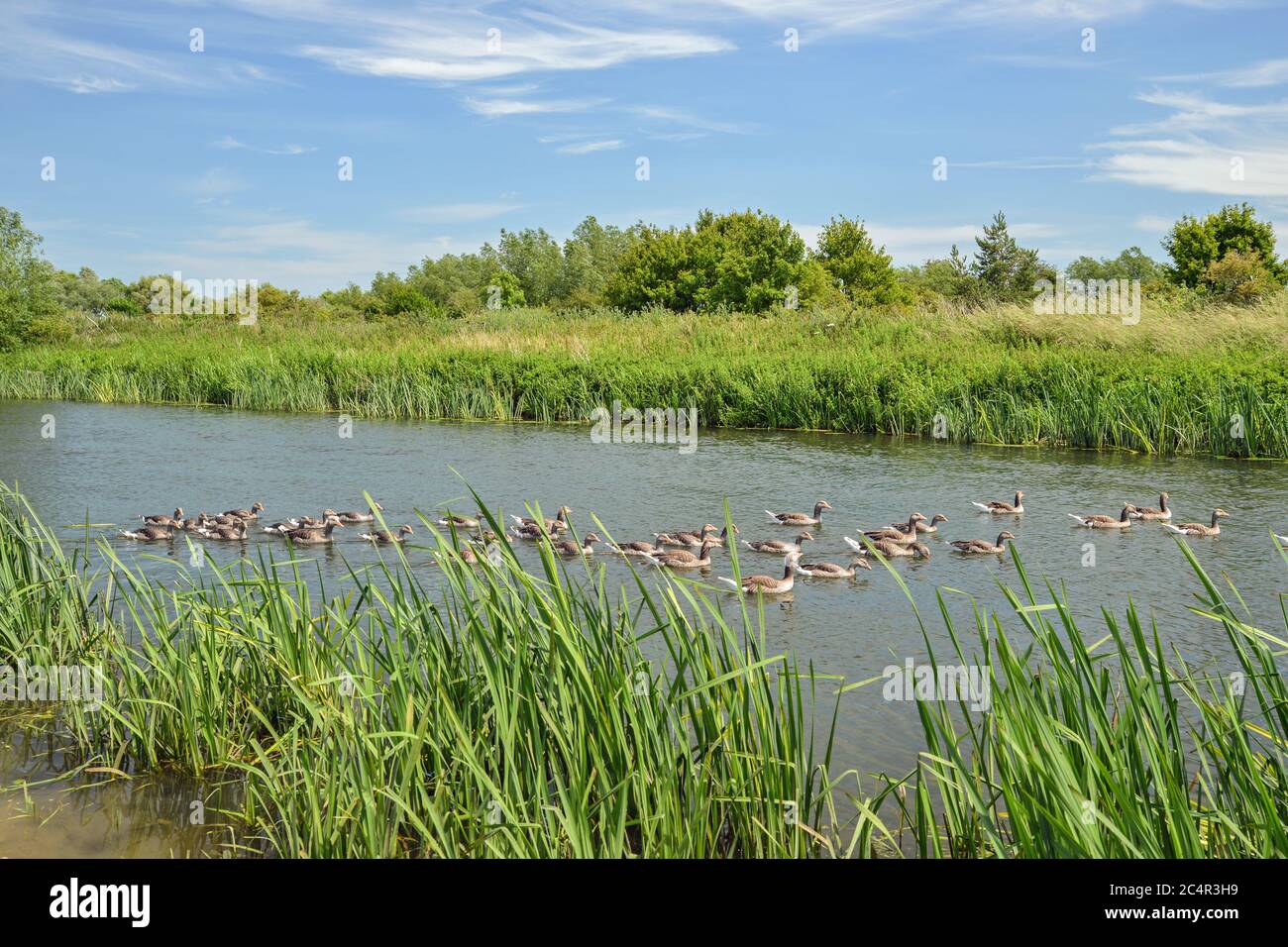 Greylag geese on the River Nene Titchmarse Northamptonshire. Stock Photo