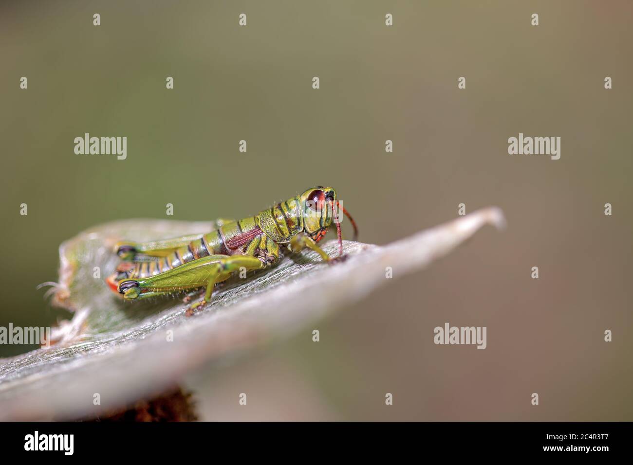 Live Crickets in White Calcium Eating a Leaf of Salad on Sand. Cricket in  Terrarium. Feeder Insect. Acheta Domesticus Species Stock Photo - Image of  horns, brown: 186301680