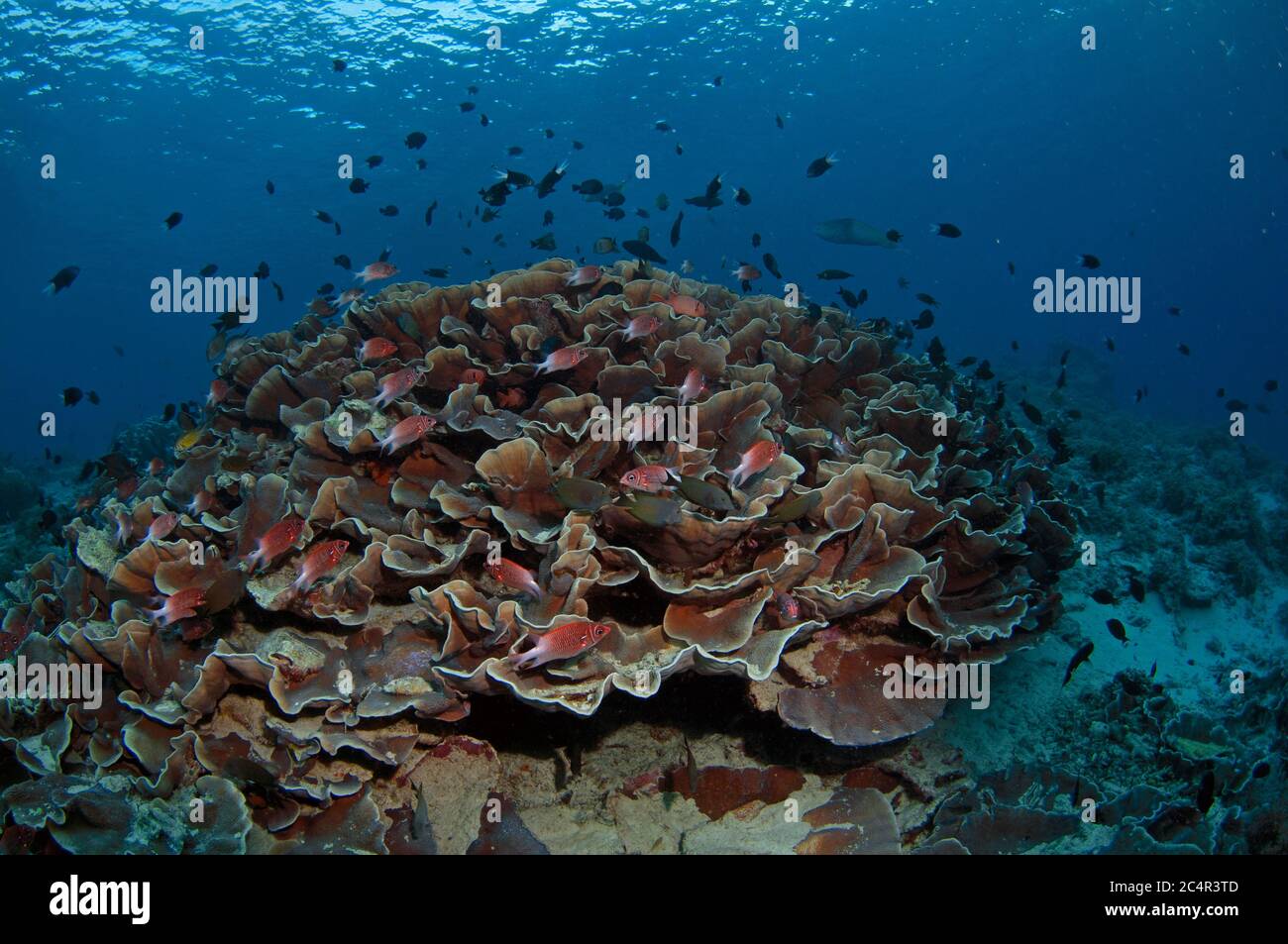 A group of silverspot squirrelfish, Sargocentron caudimaculatum, hides in a stony coral, Montipora aequituberculata, Sipadan Island, Malaysia Stock Photo