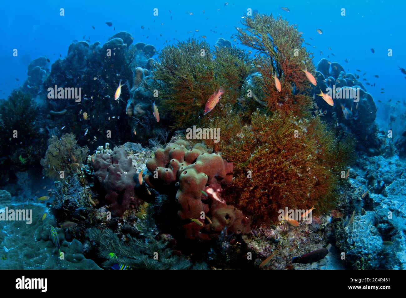 DianaÕs hogfish, Bodianus diana, swim on a reef over corals and sponges, Sipadan Island, Malaysia Stock Photo