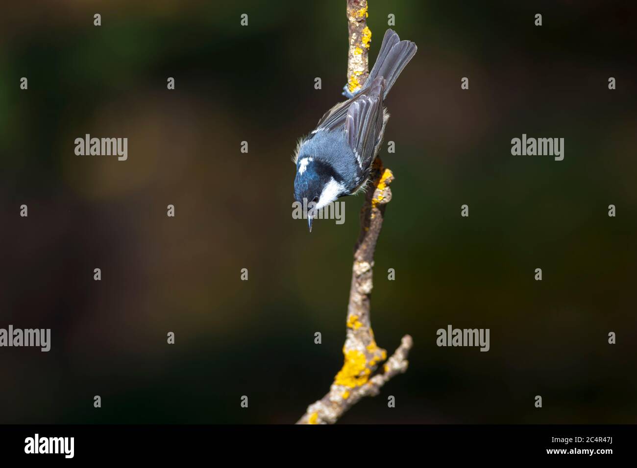 Cute little bird. Green nature background. Park, garden forest bird: Coal tit. Stock Photo