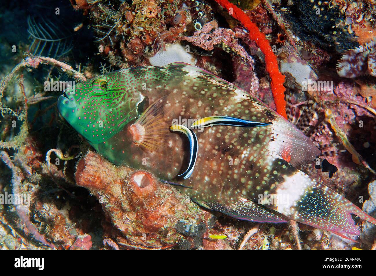 Floral wrasse, Cheilinus chlorourus, being cleaned by two bluestreak cleaner wrasses, Labroides dimidiatus, Mabul Kapalai, Malaysia Stock Photo