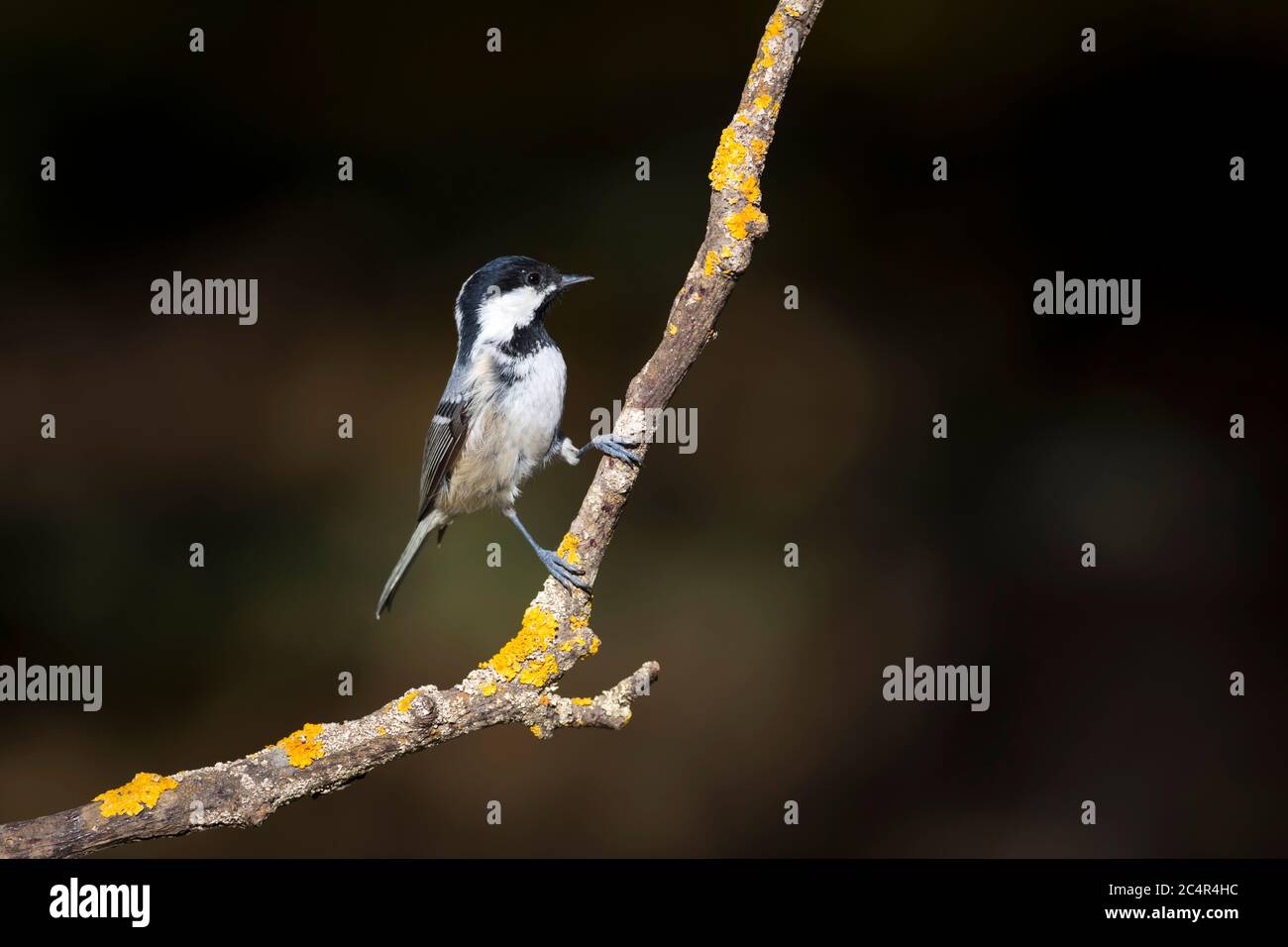 Cute little bird. Green nature background. Park, garden forest bird: Coal tit. Stock Photo