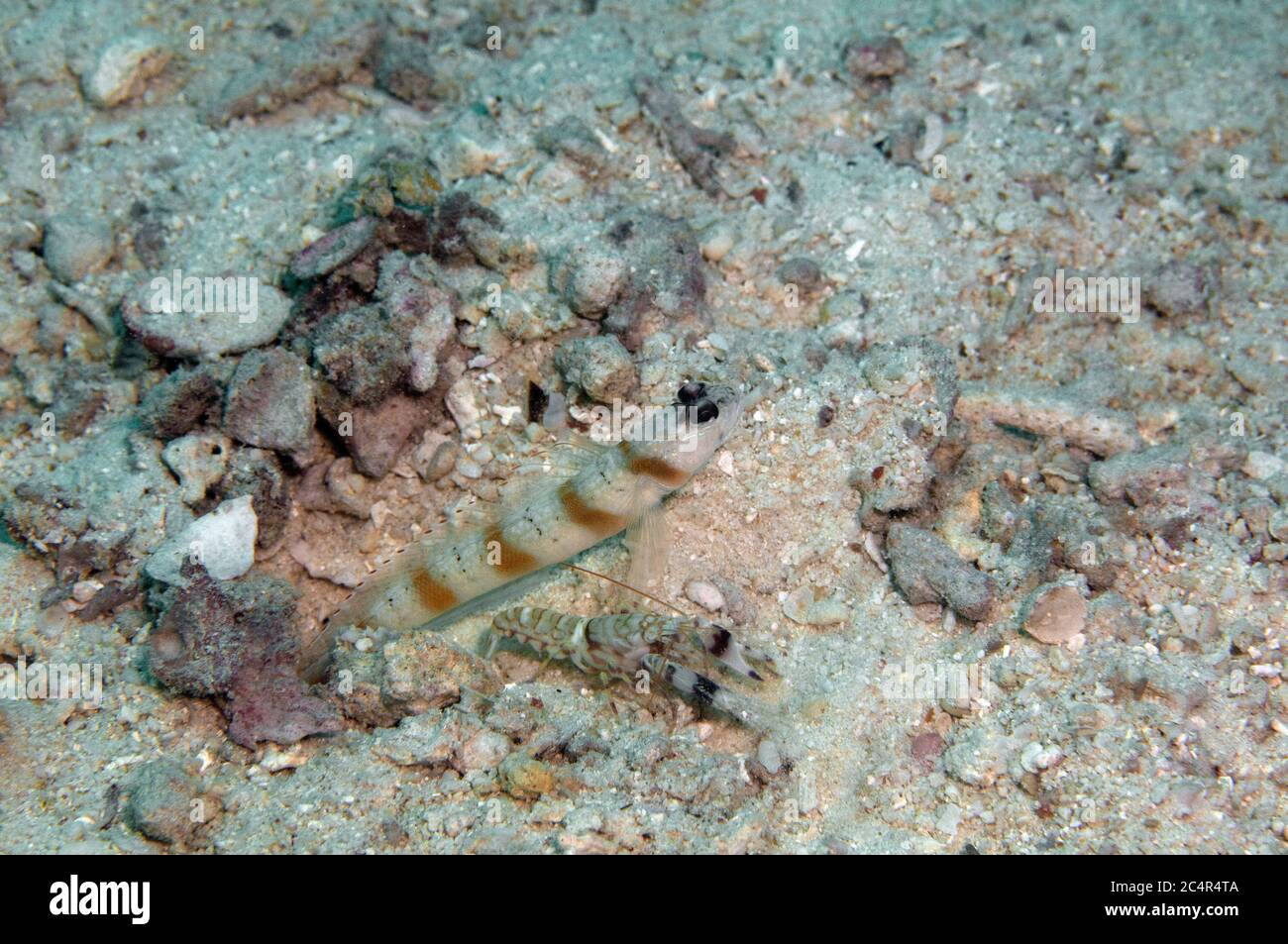 SteinitzÕ shrimpgoby, Amblyeleotris steinitzi, and a shrimp, Alpheus sp., Mabul Kapalai, Malaysia Stock Photo
