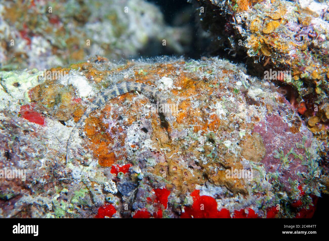 Messmate pipefish, Corythoichthys intestinalis, Mabul Kapalai, Malaysia Stock Photo