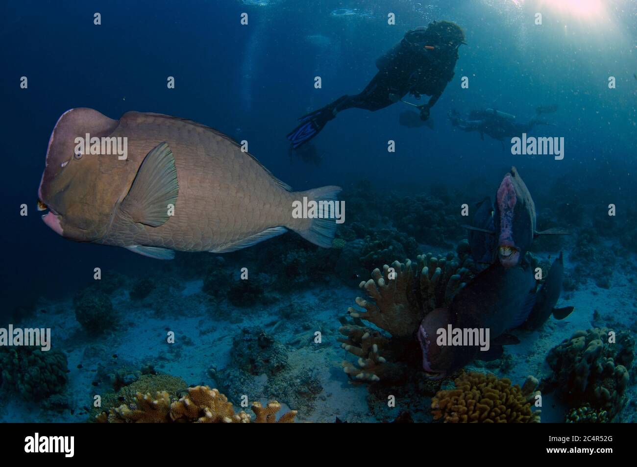 Scuba diver observes Bumphead parrotfishes, Bulbometopon muricatum, Sipadan Island, Malaysia Stock Photo