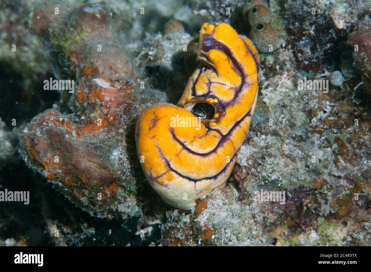 Gold-mouth sea aquirt, Polycarpa aurata, Kapalai Island, Malaysia Stock Photo