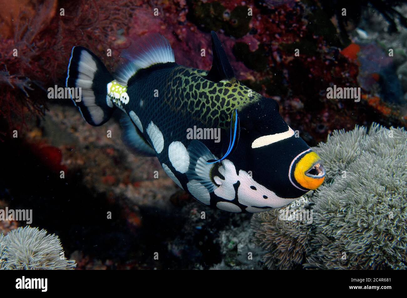 A clown triggerfish, Balistoides conspicillum, is cleaned by a bluestreak cleaner wrasse, Labroides dimidiatus, Sipadan Island, Malaysia Stock Photo