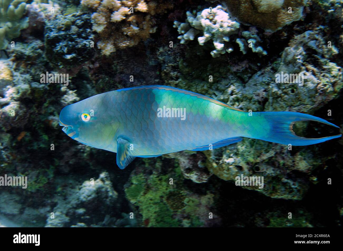 Steephead parrotfish, Chlorurus microrhinos, Sipadan Island, Malaysia Stock Photo
