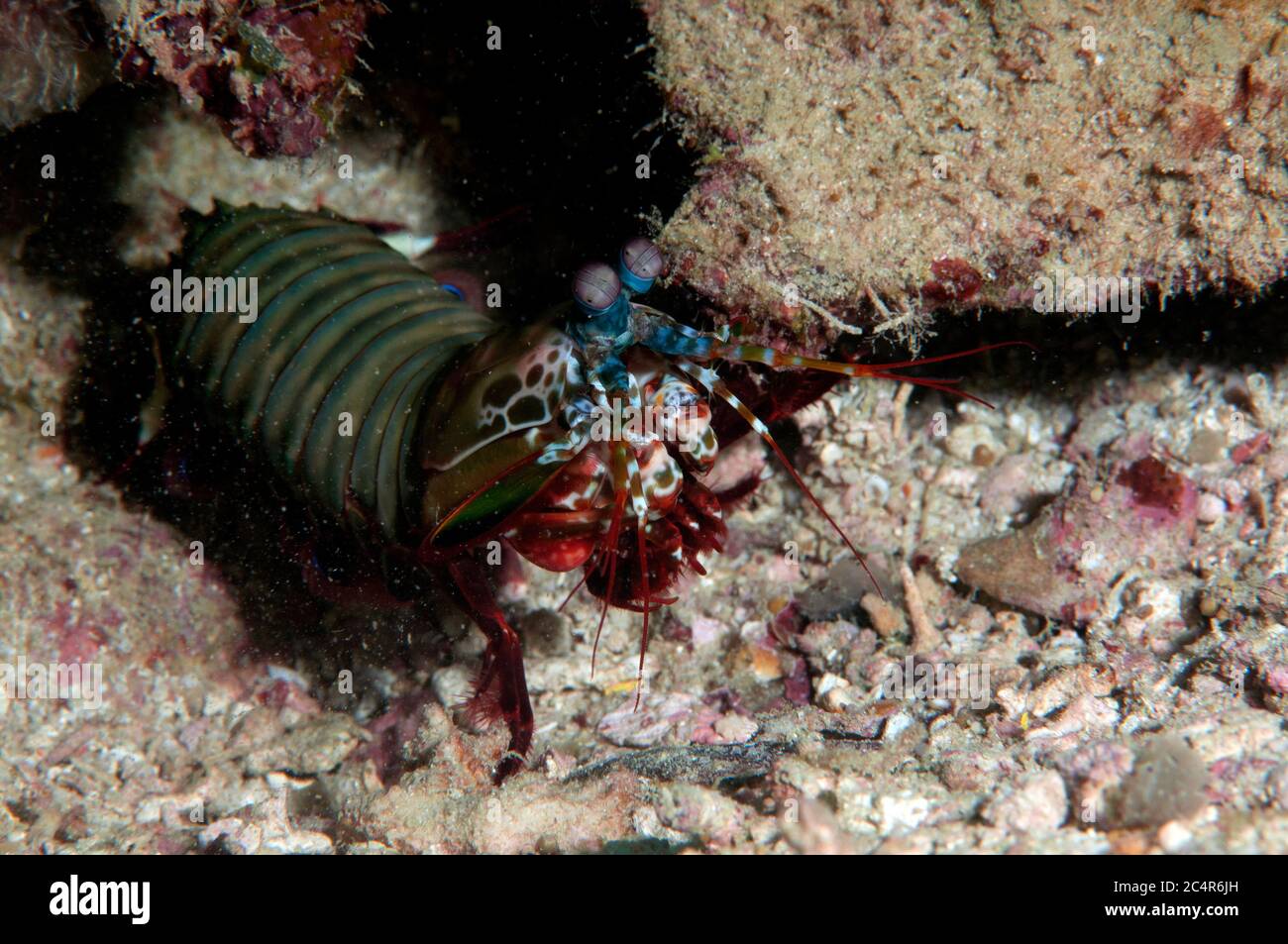 Peacock mantis shrimp, Odontodactylus scyllarus, Mabul Kapalai, Malaysia Stock Photo