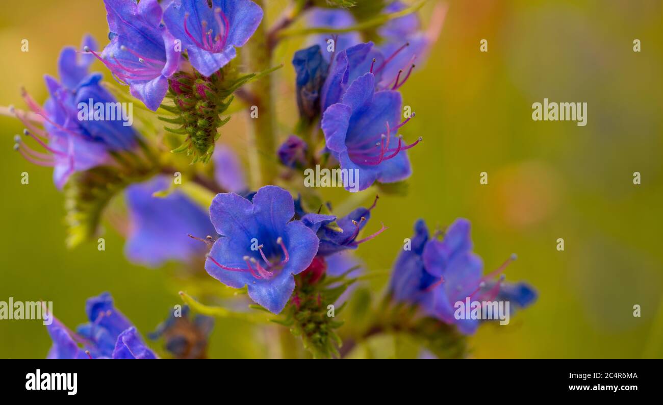 Close up of a purple flowering plant Stock Photo