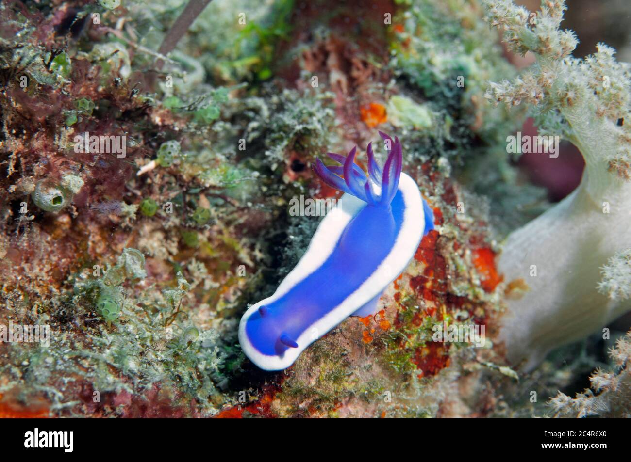 Nudibranch, Hypselodoris bullockii, Mabul Kapalai, Malaysia Stock Photo