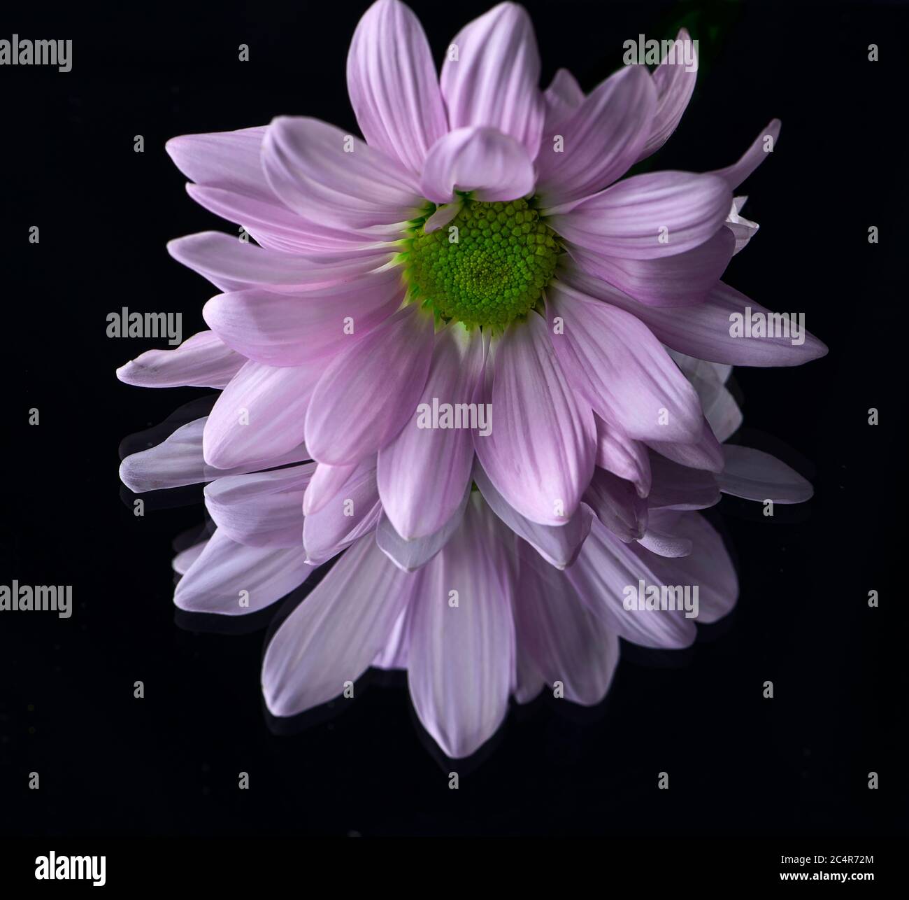 Vibrant pink daisy with a mirror reflection on a black background Stock Photo