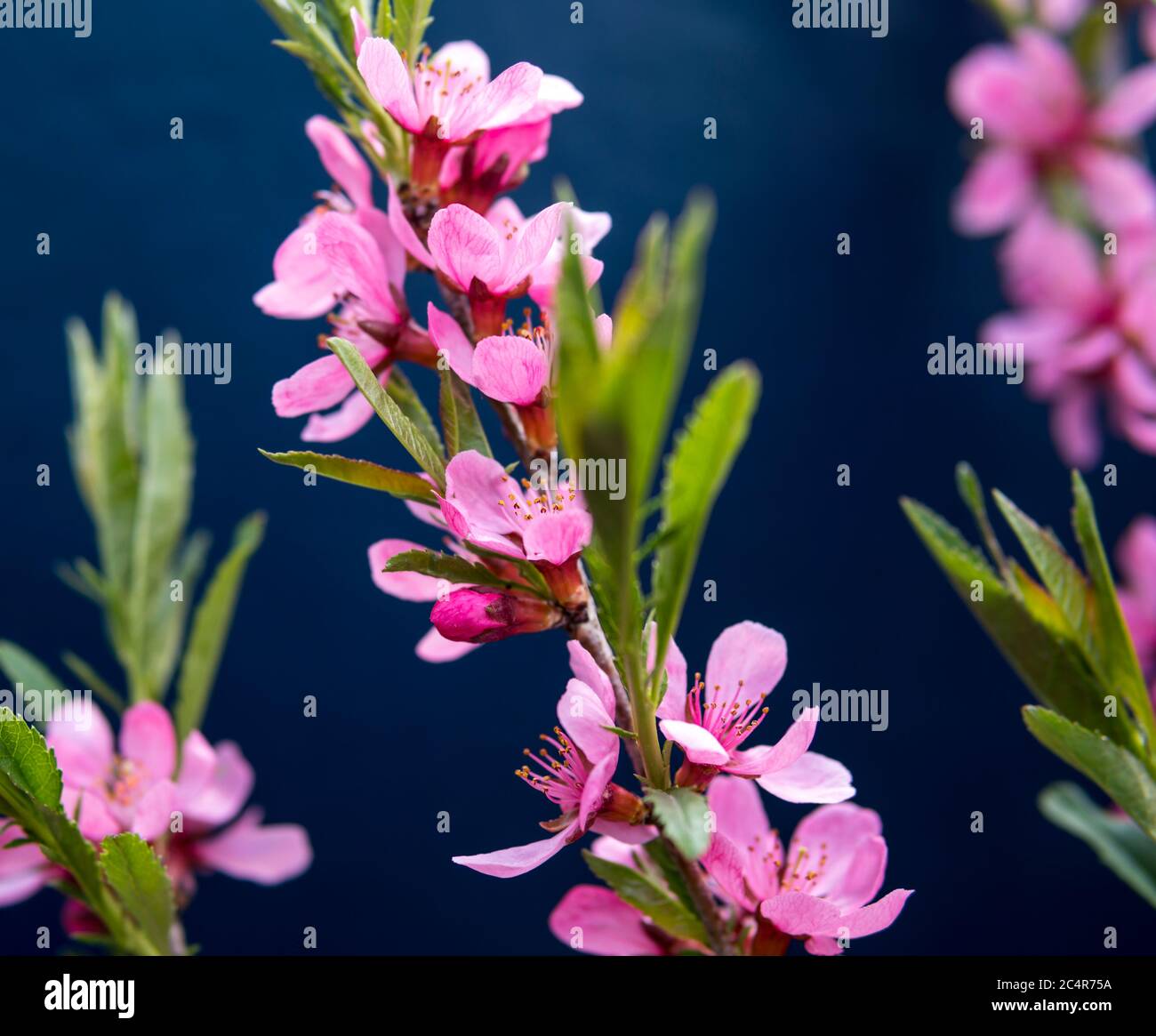 Close up of small purple flowers over dark background Stock Photo - Alamy