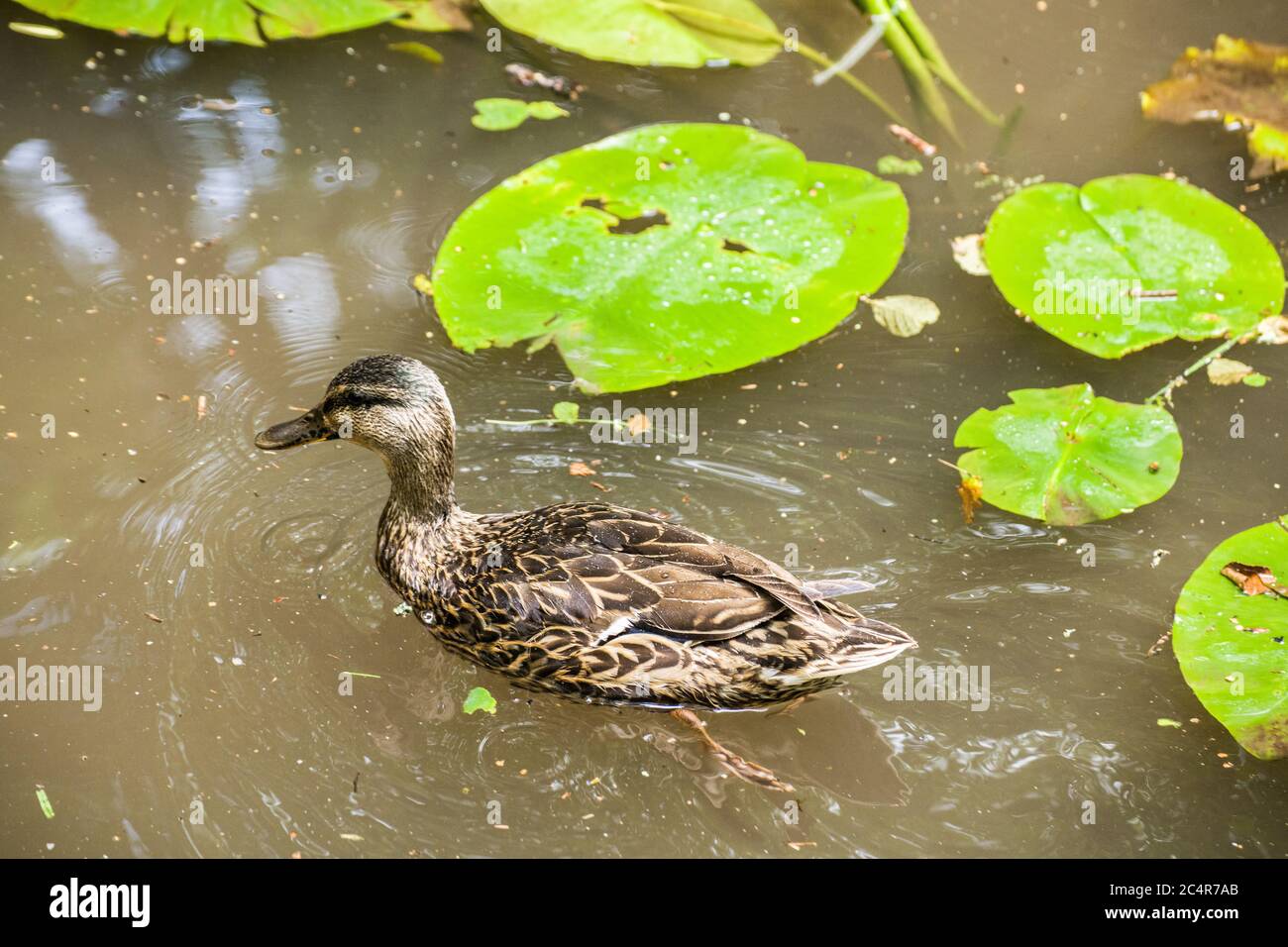 A female mallard duck swimming on what is now left of the Glamorgan Canal in the north of Cardiff, south Wales Stock Photo