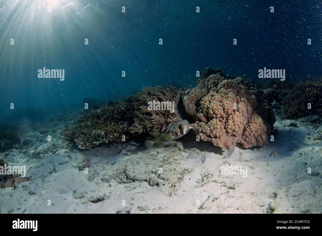 A black-blotched porcupinefish, Diodon liturosus, swims on a coral reef, Mabul Kapalai, Malaysia Stock Photo