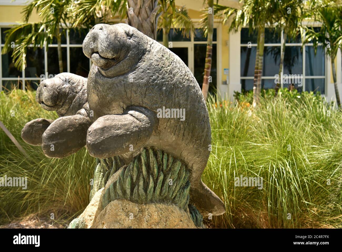 Manatee statue at the Manatee Lagoon Discovery Center, West Palm Beach, Florida, USA Stock Photo