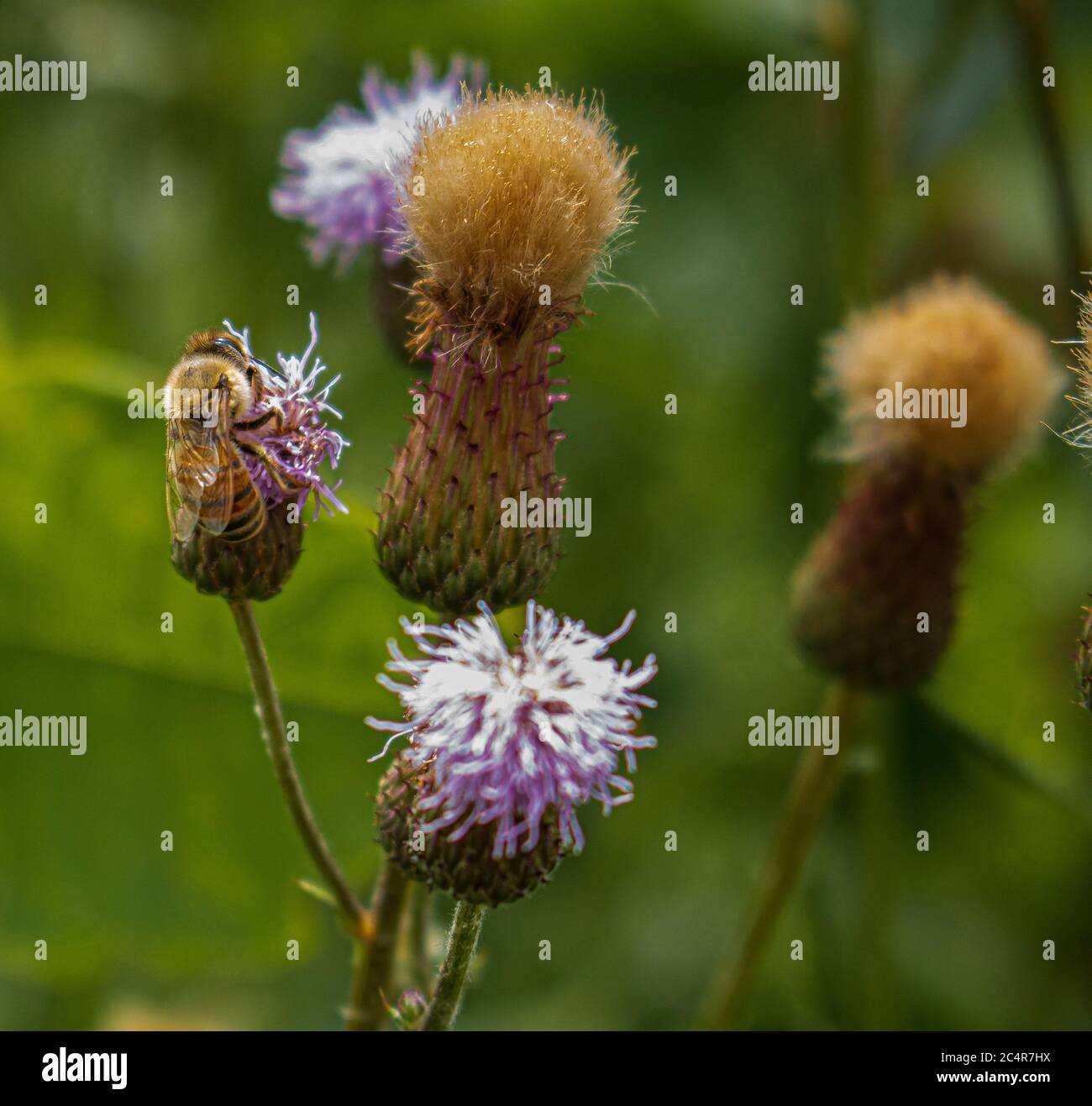 Spotted Knapweed, Centaurea stoebe, in bloom and gone to seed with a honey bee, Apis mellifera, pollinating the light purple flowers in a meadow. Stock Photo