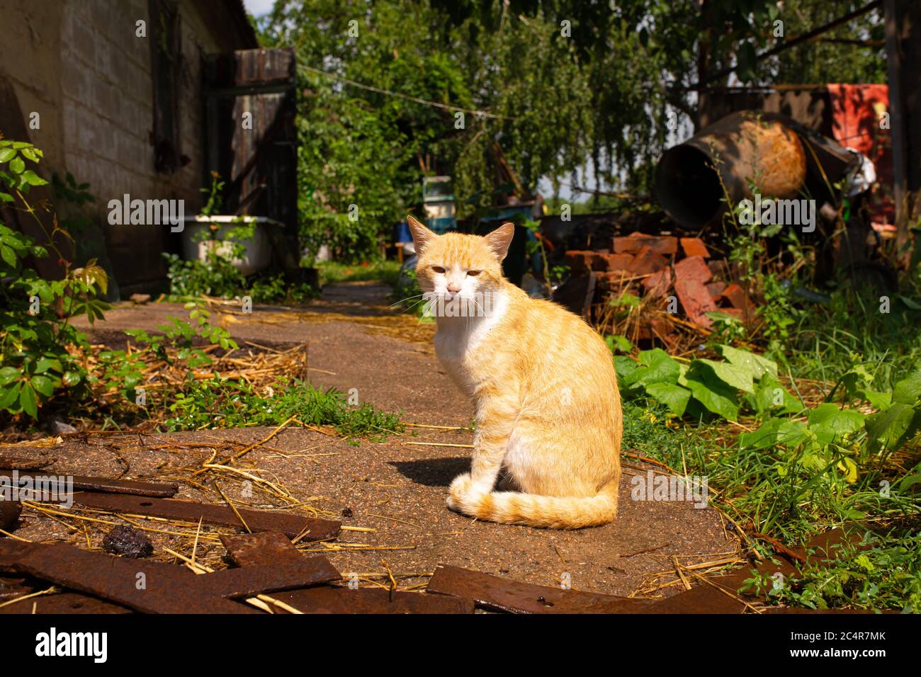 Red cat in the courtyard of the house in the village. Red cat walks ...