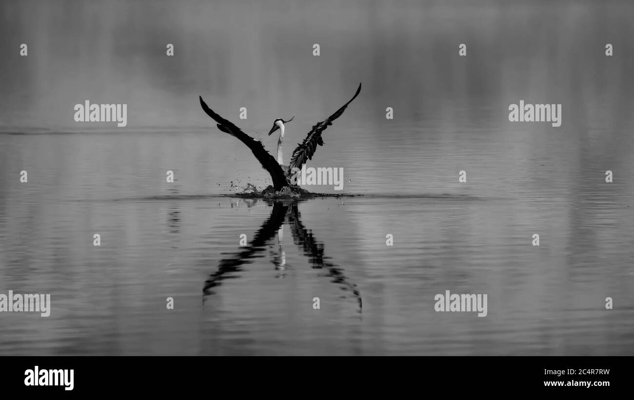 Heron wings. Grey water background. Bird: Grey Heron. Ardea cinerea. Stock Photo