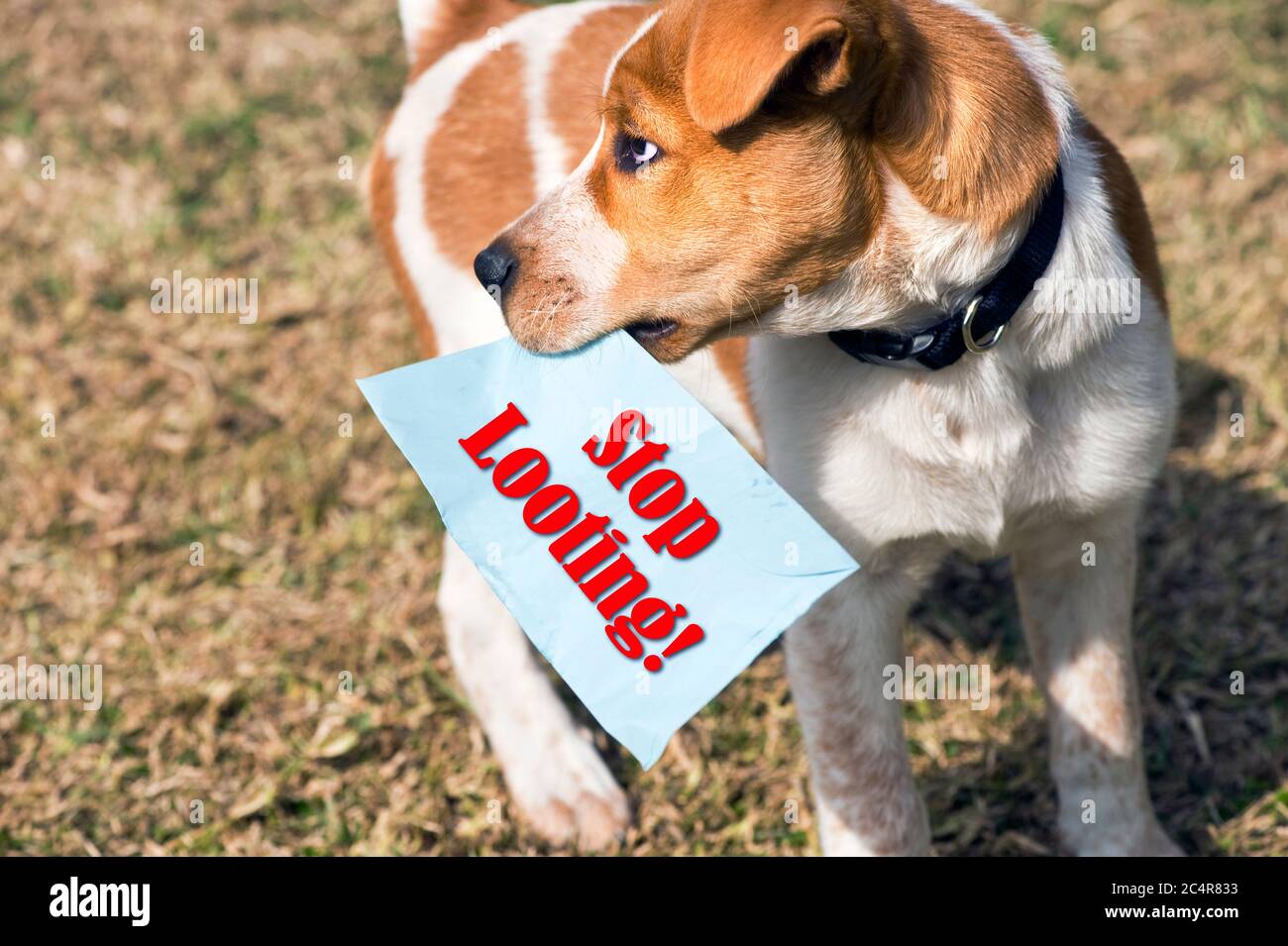 Puppy holding stop looting paper sign. Stock Photo
