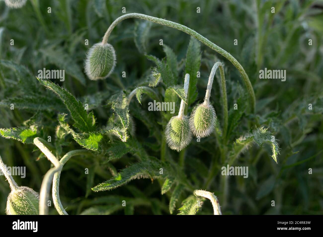 Not blooming poppy. Decorative poppy Stock Photo Alamy