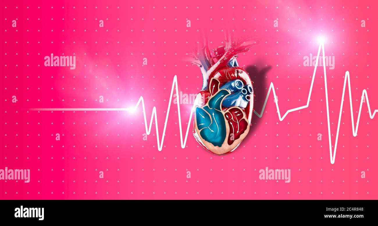 Section of a heart, heart beat. It is a muscular organ which pumps blood through the blood vessels of the circulatory system. 3d render. Stock Photo